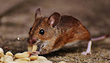 24 Hour & Emergency Exterminators in Garden City, KS